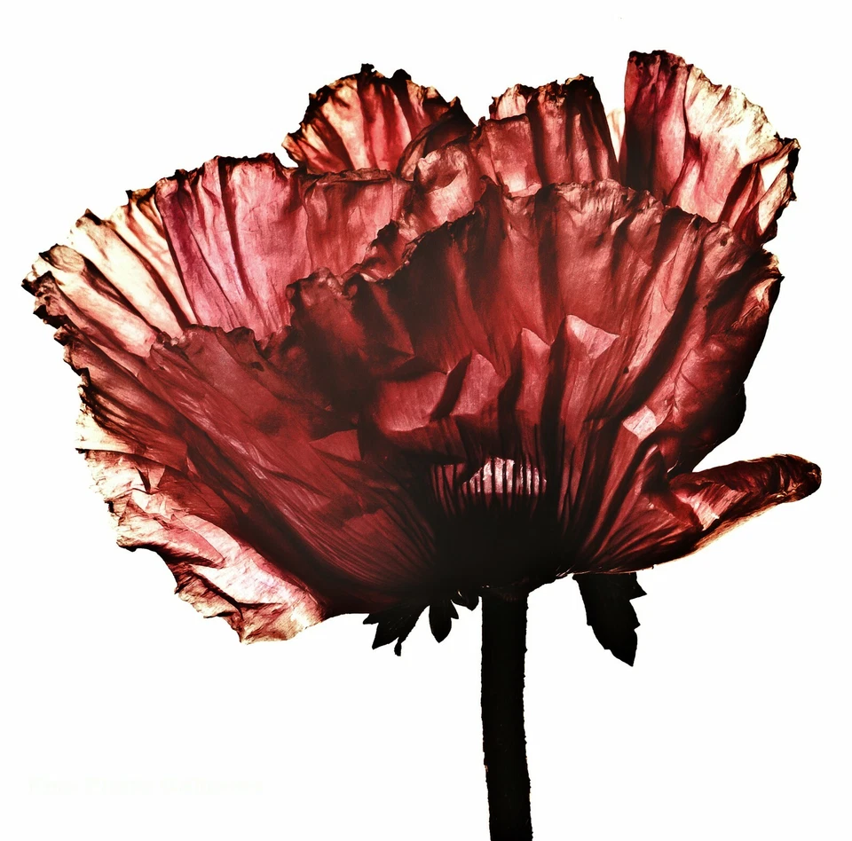 1968/84 复古 IRVING PENN 植物红色罂粟花照片雕刻艺术 12x16 — 第 1/1 张图片