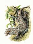Geckos Schuppenkriechtiere Eigentliche Geckos - Kunstdruck-Bild - 25,5 x 17,5 cm