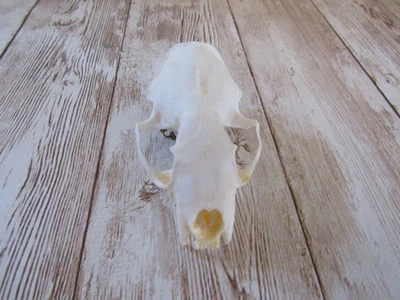 Mink Skull Top Hair Barrett/Clip Animal Bone Jewelry (Neovison Vison) N4994 - Image 1 of 3