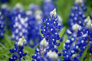 150 TEXAS BLUEBONNET LUPINE Lupinus Texensis Flower Seeds - Picture 1 of 12