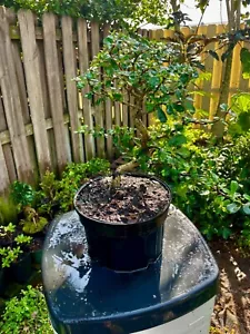 Fukien Tea Bonsai /Pre Bonsai Tree S Shape Ehretia Microphylla 7 years.old - Picture 1 of 7