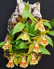 Orchid Species Coelogyne Schilleriana 1 Plant , Bloom Size