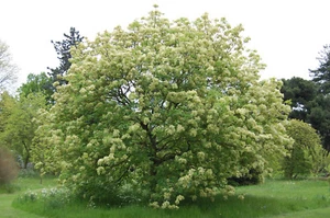 Flowering Ash (Fraxinus ornus) 15 Fresh Seeds - Picture 1 of 3