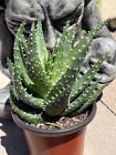 ALOE CROSBY'S PROLIFIC -- small rooted hybrid -- Additional items ship free! !