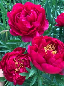 Peony Plant Root "King's Ransom " with 3-5 eyes (not seeds) - Picture 1 of 2
