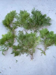 5OZ Preserved Real Pine Leaves Branches 10'' Natural Christmas Greenery Lot Of 5 - Picture 1 of 5