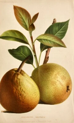 Pieter J. de Pannemaeker, Chromolithographie, Birne Bergamotte Hertrich, um 1875 - Bild 1 von 4