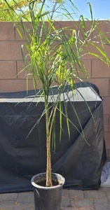 Queen Palm Tree, Live Sapling 7 Year Old, 5.5+ Feet Tall - Picture 1 of 5