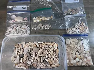 Ocean Beach Seashells Lot Collection Sea Shells Boho Decor Crafts - Picture 1 of 8