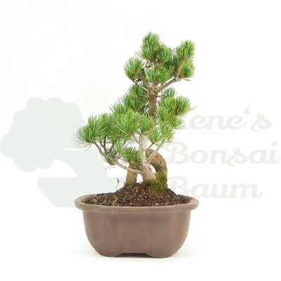 BONSAI Mädchenkiefer 'Pinus parviflora' Winterhart & Pflegeleicht, Traditionell - Bild 1 von 4