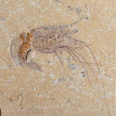 Fossil Lebanese Shrimp Cretaceous Dinosaur Age on Matrix - Image 1 of 3