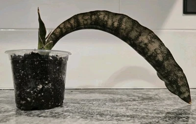 Sansevieria Coppertone SUPER RARE Plant 11.5" Long Leaf - Image 1 of 4