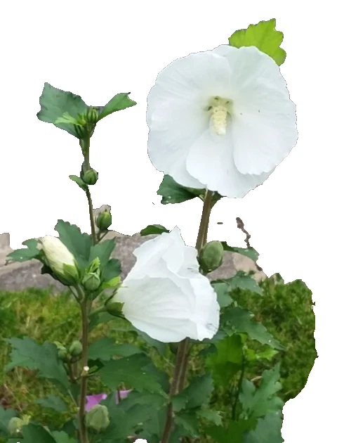 6 White Rose Of Sharon Hibiscus Organic Live Plant Starter Bare Roots 6"-8" Tall - Image 1 of 1