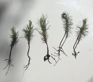 5 loblolly pine tree seedlings wild grown 3-6" perfect transplant size FAST grow - Picture 1 of 1