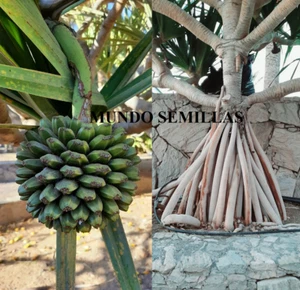 5 Semillas de Tornillo Pino Pandanus utilis - Picture 1 of 1