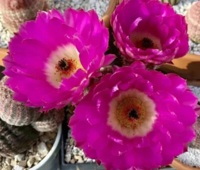 Echinocereus rigidissmus rubispinus  Rainbow Hedgehog Cactus Succulent 50+ Seeds - Image 1 of 3