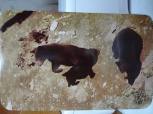 Vintage Unused Post Card Black Bears Ursus Americanus Kodachrome Photo - Picture 1 of 5