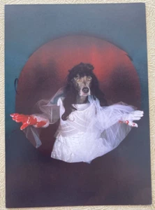 Lucia Di Lammermoor William Wegman Fotofolio Blank Note Card 2007 - Picture 1 of 3