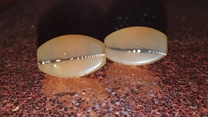 Mid Century Modern Cecilia Bringheli Italian Agate And Gold Clip On Earings Xmas - Picture 1 of 5