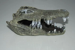 Nil Krokodil Schädel 13 x 6 x 6 cm geeignet für Vivarien & Aquarien Reptilien - Bild 1 von 5