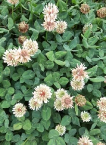 TREBOL BLANCO huia trifolium repens 25000 semillas seeds aprox Abono verde - Imagen 1 de 1