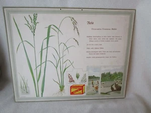 MAGGI´s Pappschild original alt REIS Bilder aus den Maggi-Werken Gutswirtschaft - Picture 1 of 9
