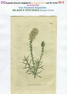 XVIII ème - SELAGO A TÊTE OVALE (Selago Ovata) Belle Gravure de 1792  - Picture 1 of 3