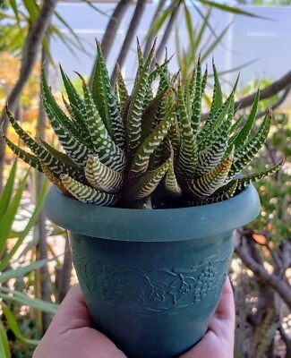Zebra Haworthia Attenuata Succulent Plant Well Rooted in 4" Pot with Free Bonus! - Image 1 of 2