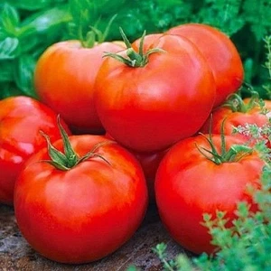 ACE 55 tomato heirloom non-gmo LOW ACID GREAT CANNER! DISEASE RESISTANT! O.P. - Picture 1 of 12