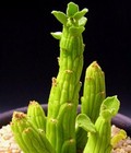 Monadenium ellenbeckii exotic euphorbia african cactus hang cacti seed  25 seeds