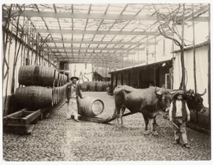 FOTO DE 1900 - BUEYES DIBUJO VINOS BARRILES PORTUGAL MADEIRA PERESTELLO - Imagen 1 de 1