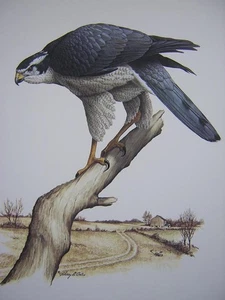 Harry Antis New Landlord Goshawk Raptor Art Print - Picture 1 of 1