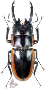 Prosopocoilus bison hortensis,46mm from Malaita-Solomoin Isl.,RARITY!! ACT.SP. - Picture 1 of 1