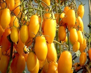 35 Graines - Tomate Banana Legs - Ancienne - Semences Paysannes - BIO - Picture 1 of 2