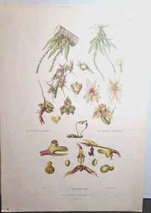 1838 P. Gauci Antique Print On Paper Orchids Original Numbered # 46 Plate 8 - Picture 1 of 6