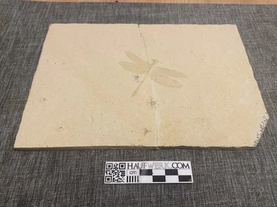 Fossile Libelle aus dem Altmühltal - Bild 1 von 4