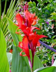 50 X CANNA-LILY, CANA INDICA SEEDS, RED FLOWER, STUNNING FOLIAGE TROPICAL GARDEN - Picture 1 of 5