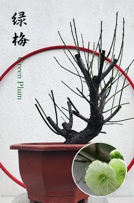 Plum Blossom 20+ year old Bonsai Green Plum Blossom 绿萼梅 with buds - Image 1 of 4