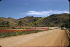 Desert Flowers Street Scene Dirt Road Car 1950S 35Mm Slide Red Border Kodachrome