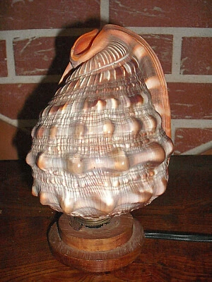 Lampe veilleuse coquillage conque ancienne - Photo 1/4