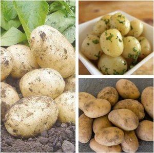 Seed Potato Swift - 11 Tuber Pack - Easy to Grow in UK Root Vegetable - Picture 1 of 4