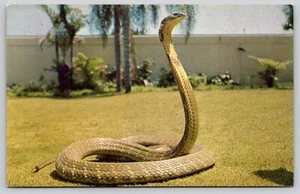 Postal Giant King Cobra Miami Serpentarium Florida Ofiophagus hannah reptil - Imagen 1 de 2