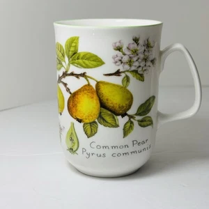 Rose Of England Common Pear Pyrus Communis Fine Bone China Cup Mug Botanical - Imagen 1 de 6