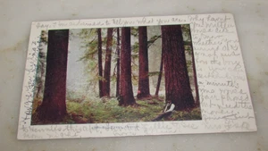 Antike Postkarte 1904 Mammutbaum große Bäume Portland Oregon - Bild 1 von 2