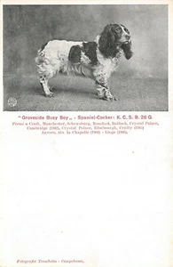 A5918) CANILE SPANIELS MONFORTE CAMPOBASSO SPANIEL COCKER DOTT ALTOBELLO - Picture 1 of 2