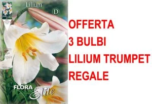 OFFERTA 3 BULBI LILIUM TRUMPET REGALE BULBS - Foto 1 di 1