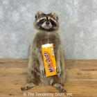 #21668 E+ | Novelty Raccoon Taxidermy Mount For Sale
