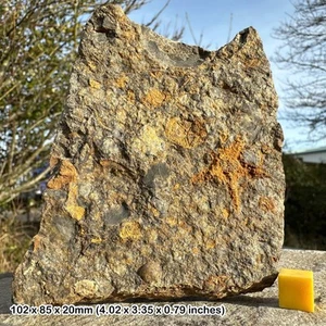 Ordovician starfish fossil (asteroidea) – kataoua formation – morocco – ancient - Picture 1 of 1