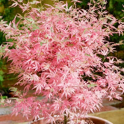 Acer palmatum Taylor - Japanese Maple | Large Outdoor Garden Ready Tree in Pot - Image 1 of 4