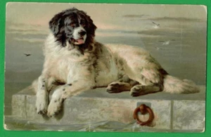 Distinguished Member Neufundland Hund mit Namen VINTAGE POSTKARTE 1715 - Bild 1 von 2